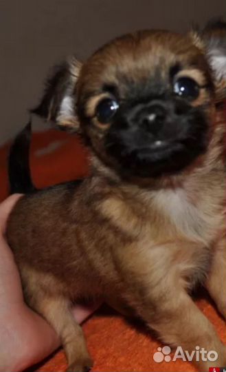 Щенки чихуахуа мини