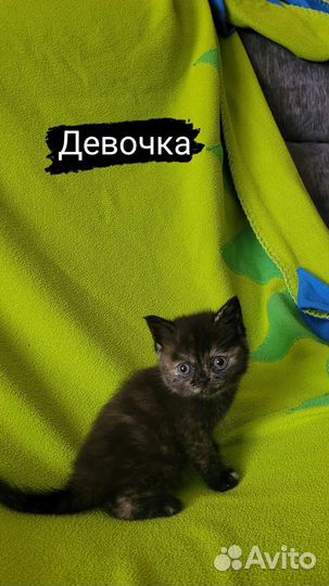 Шотландская