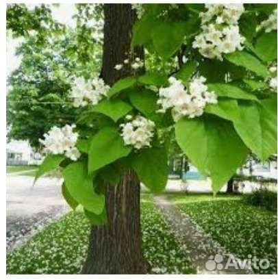 Катальпа прекрасная, саженцы 1 год, несколько