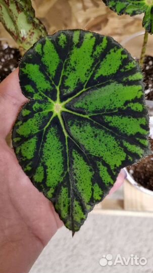 Бегония тигровая