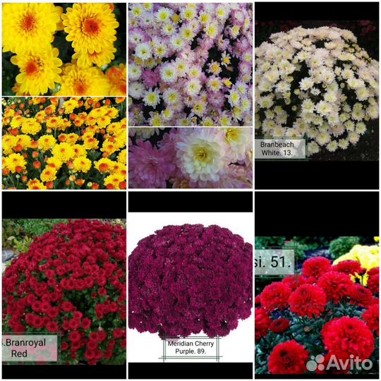 Хризантемы мультифлора