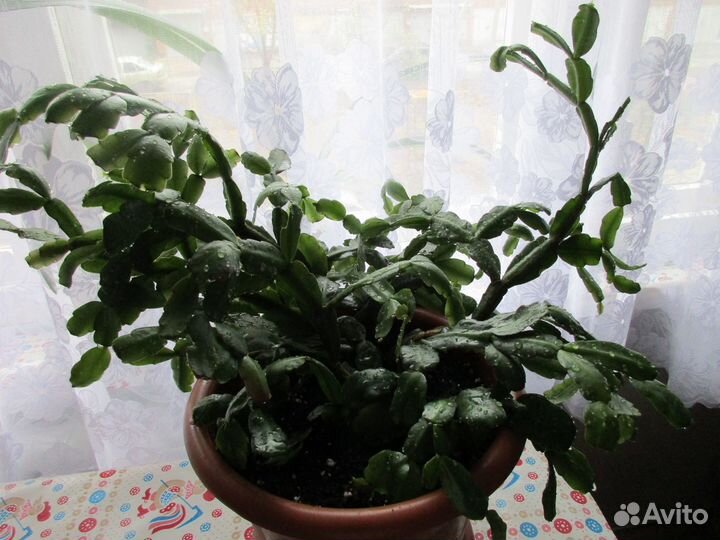Продам цветок Декабрист Шлюмбергера /зигокактус