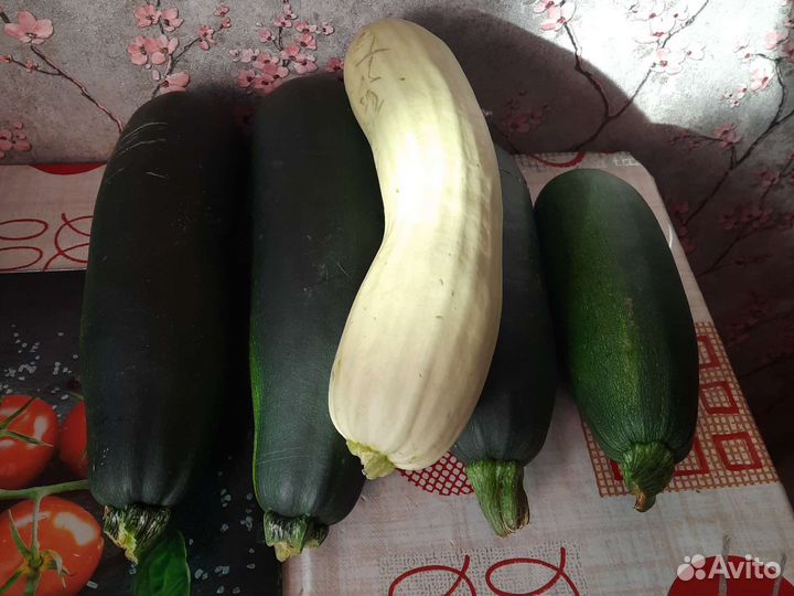 Кабачки домашние
