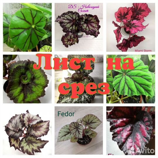 Бегонии. Листья бегоний