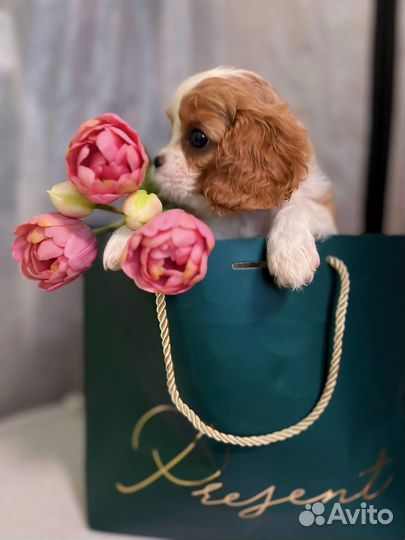 Щеночки, Кавалер Кинг Чарльз Спаниель