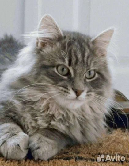 Сибирский кот.Кастрирован