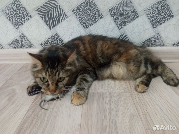 Котята курильский бобтейл