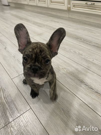 Французский бульдог