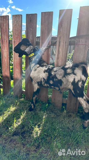 Нубийские козы,козлы