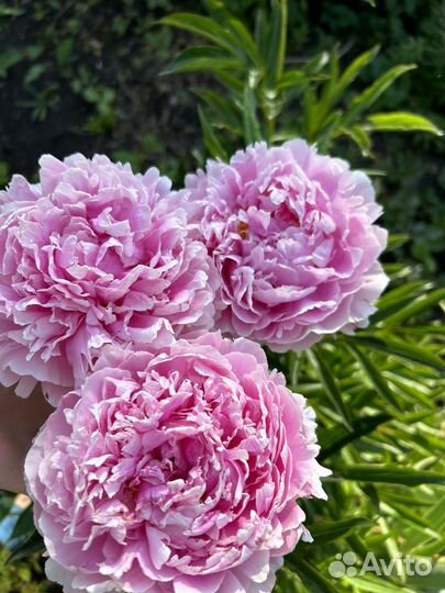 Пионы саженцы корни сара бернард