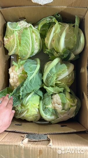 Цветная капуста оптом