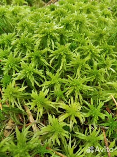 Мох сфагнум живой