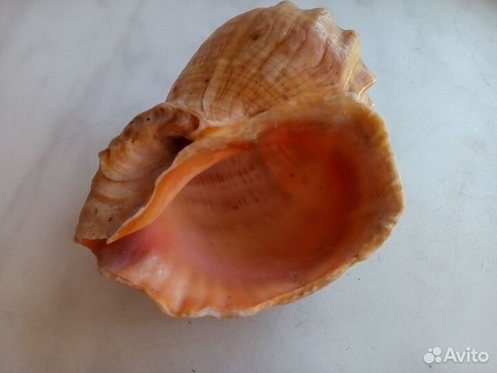 Ракушка декоративная
