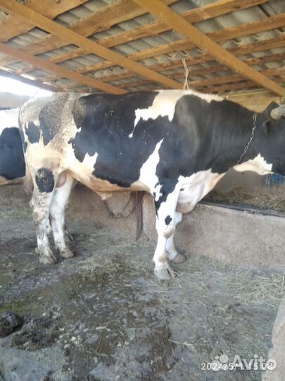 Продам 2 быка