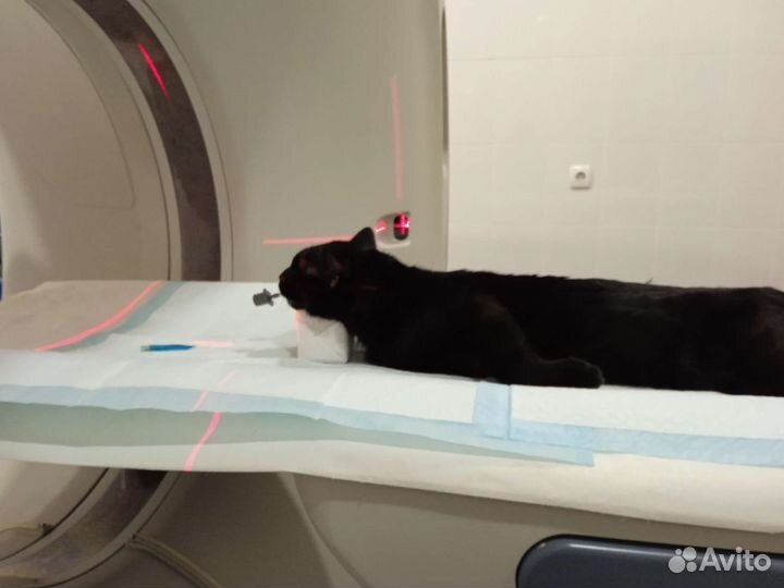 Василий нуждается в тебе