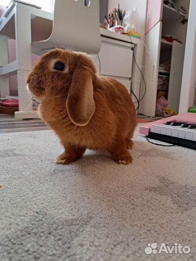 Декоративный кролик