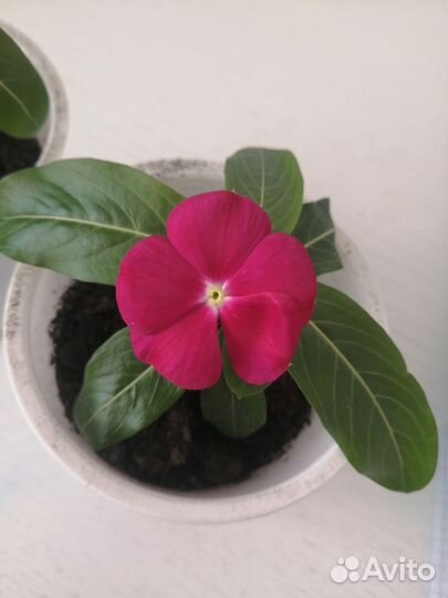 Катарантус (цветы)