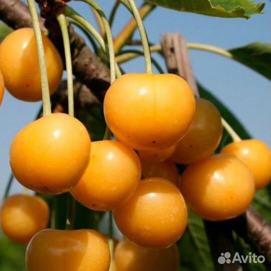 Саженцы черешня вишня