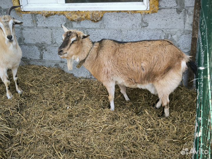 Альпийские козы