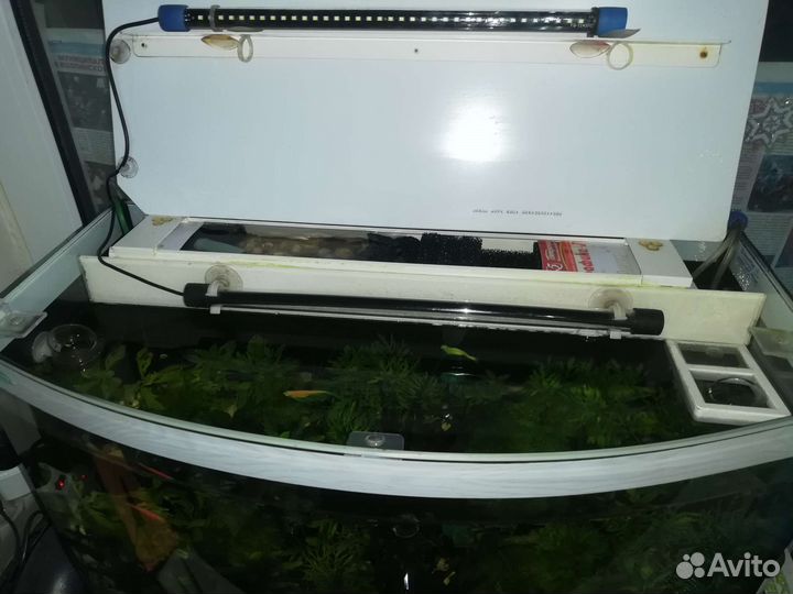 Креветки. Фильтр внешний. Аквариум