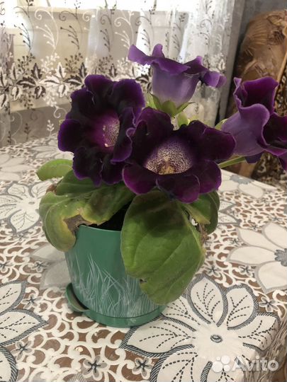 Комнатные растения цветы большие