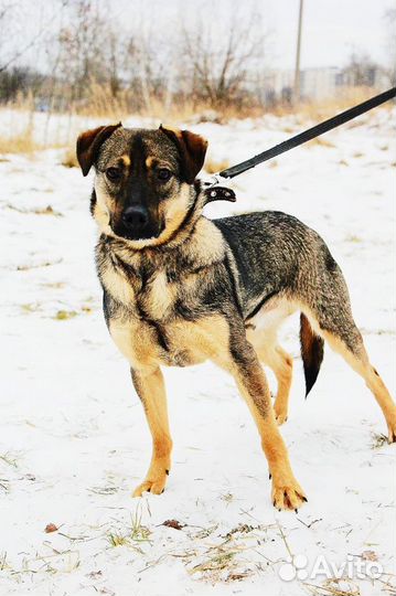 Собака в добрые руки. Ярик ищет семью