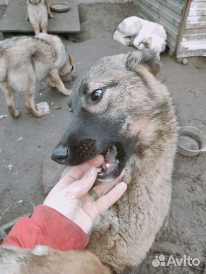 Собака в добрые руки отдам бесплатно