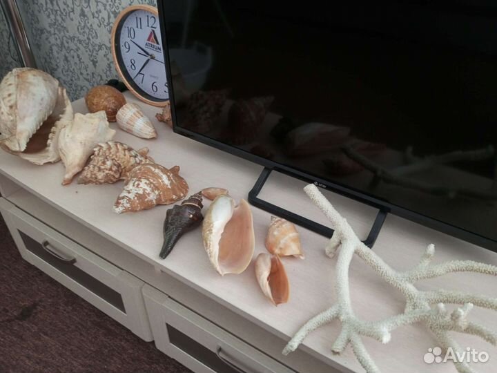 Морские ракушки раковины