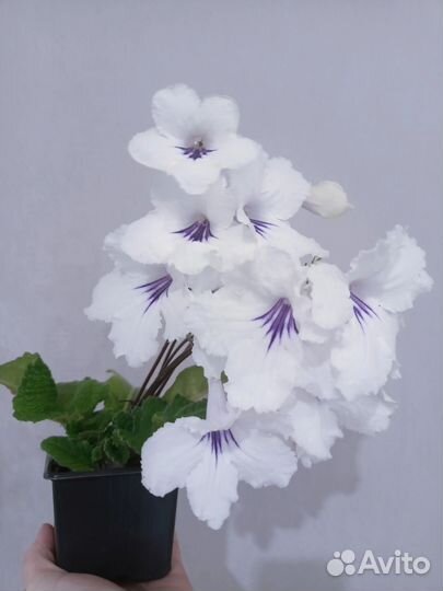 Стрептокарпусы почтой