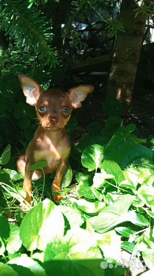 Мини той-терьер