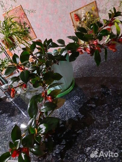 Нематантус (золотые рыбки)