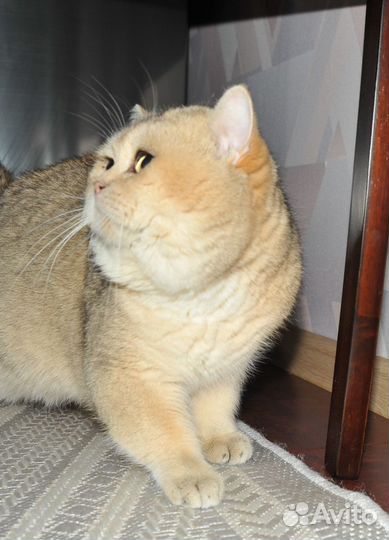 Вязка Martin Romeo Evelin Star