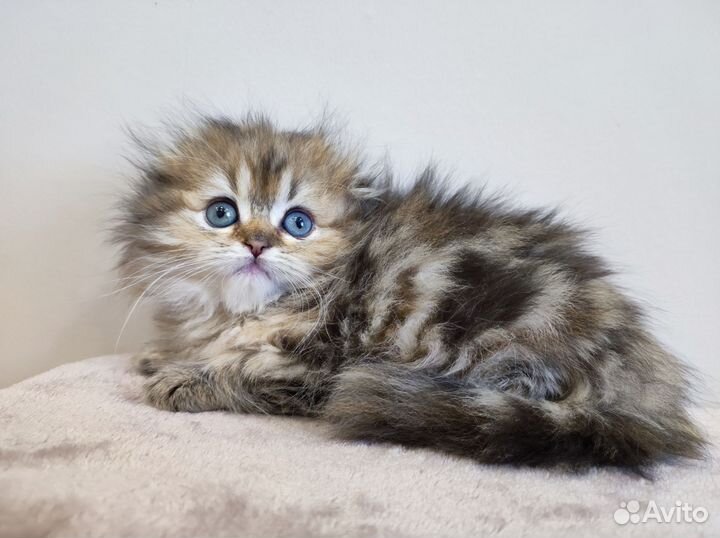 Шотландская вислоухая кошечка