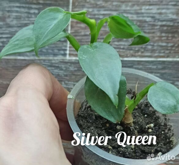 Филодендрон Silver Queen и Blue mink