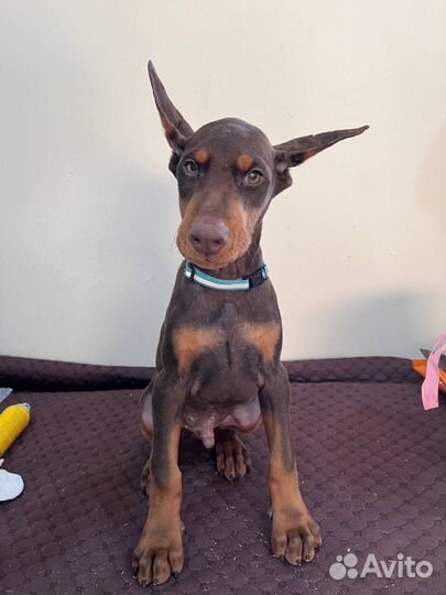 Щенки добермана