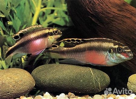 Попугай (Pelvicachromis pulcher)