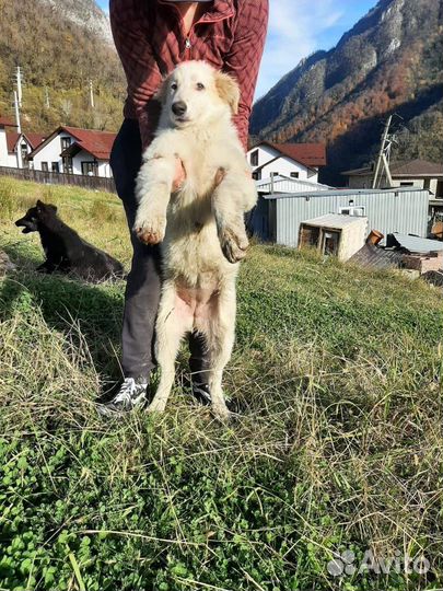 Метис маламута в добрые руки