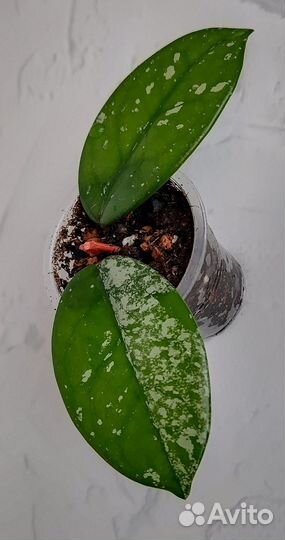 Хойя carnosa wilbur graves