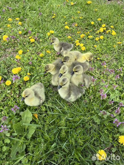 Гусята серые крупные