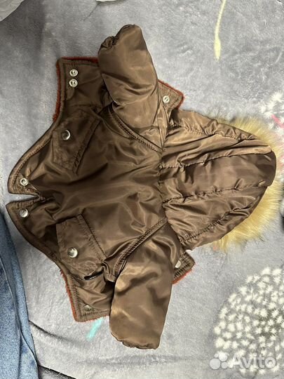 Одежда для собак