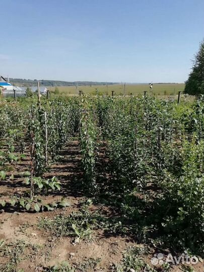 Реализую саженцы из личного плодопит-а с 1 сентябр