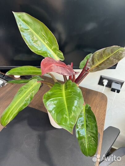 Филодендроны