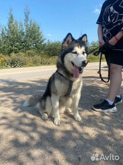 Собака в добрые руки хаски молодая