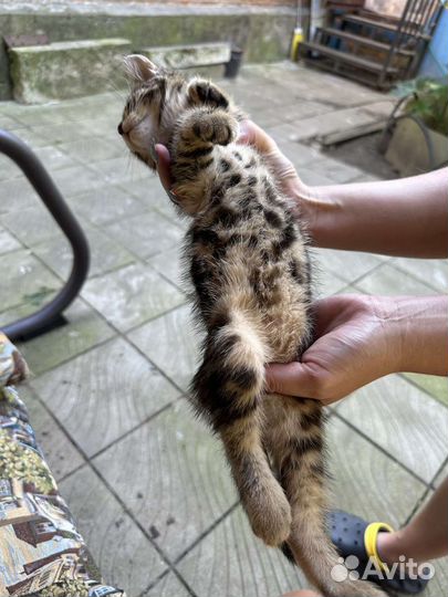 Котенок бенгальский