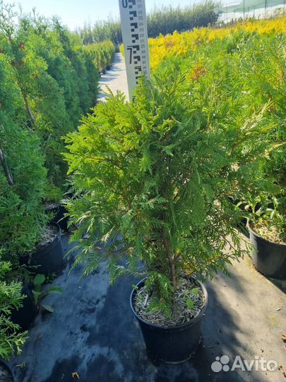 Туя, Можжевельник, ель, сосна