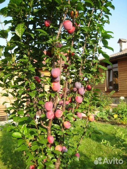 Слива колонновидная Империал