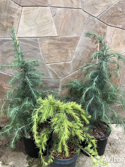 Кедры разного сорта