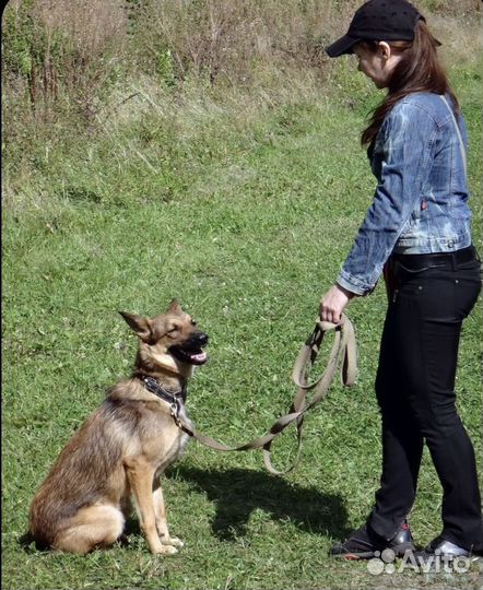 Передержка с дрессировкой в квартирных условиях