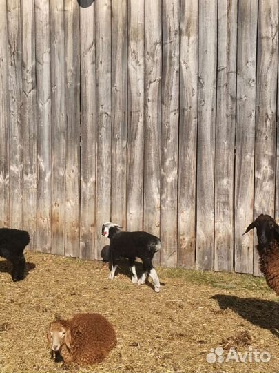 Эдильбаевский баран