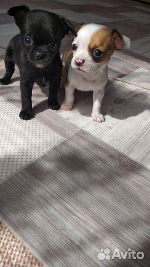 Щенки чихуахуа мини